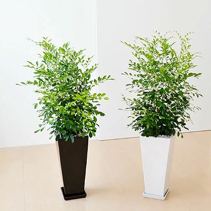 観葉植物 シルクジャスミン ゲッキツ ロングスクエア陶器鉢植え 7号 インテリア 人気 お祝い ギフト プレゼント 開店祝い 新築祝い 誕生日祝い 結婚祝い おしゃれ