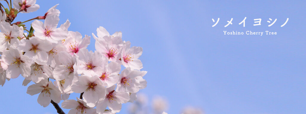 ソメイヨシノ　花言葉　桜