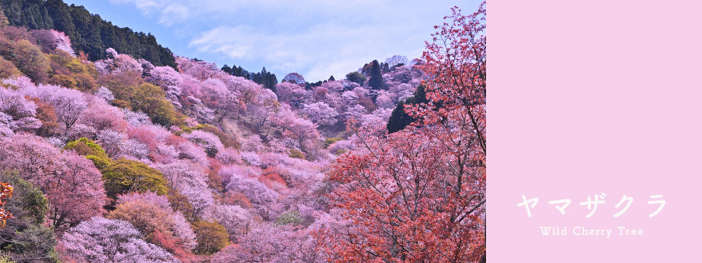 山桜 花言葉 桜