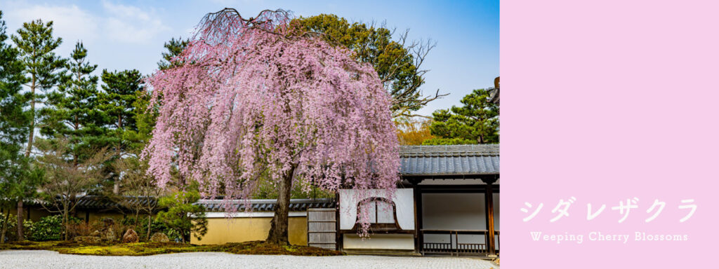 枝垂桜 花言葉 桜