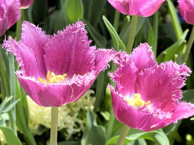 赤いチューリップ 花言葉 フリンジ咲き