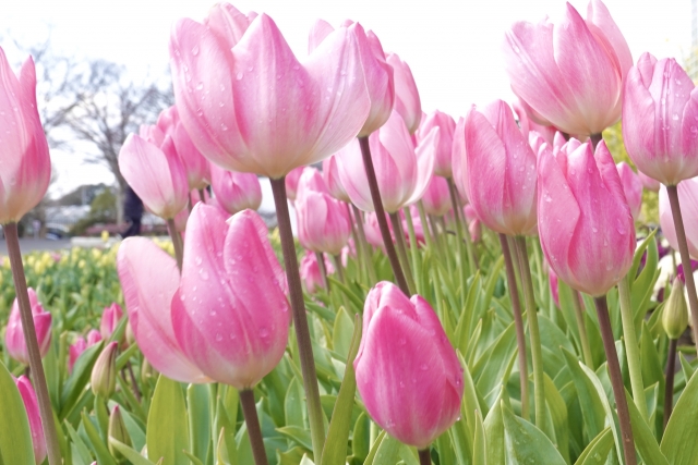 ピンクのチューリップ 花言葉